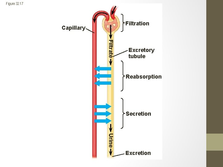 Figure 32. 17 Filtration Capillary Filtrate Excretory tubule Reabsorption Secretion Urine Excretion 
