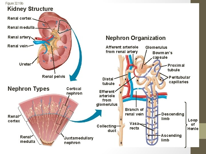 Figure 32. 19 b Kidney Structure Renal cortex Renal medulla Renal artery Nephron Organization