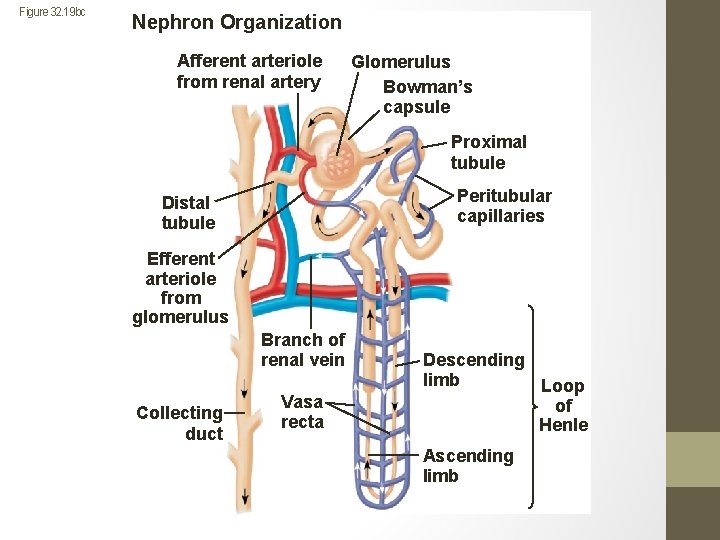 Figure 32. 19 bc Nephron Organization Afferent arteriole from renal artery Glomerulus Bowman’s capsule