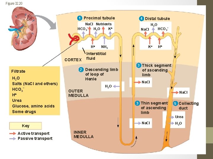 Figure 32. 20 1 Proximal tubule Na. CI Nutrients HCO 3− H 2 O