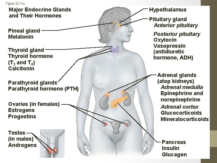 Figure 32. 11 a Major Endocrine Glands and Their Hormones Pineal gland Melatonin Thyroid