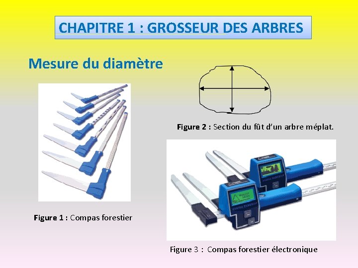 CHAPITRE 1 GROSSEUR DES ARBRES Mesure Du Diamtre chapitre-1-grosseur-des-arbres-mesure-du-diamtre