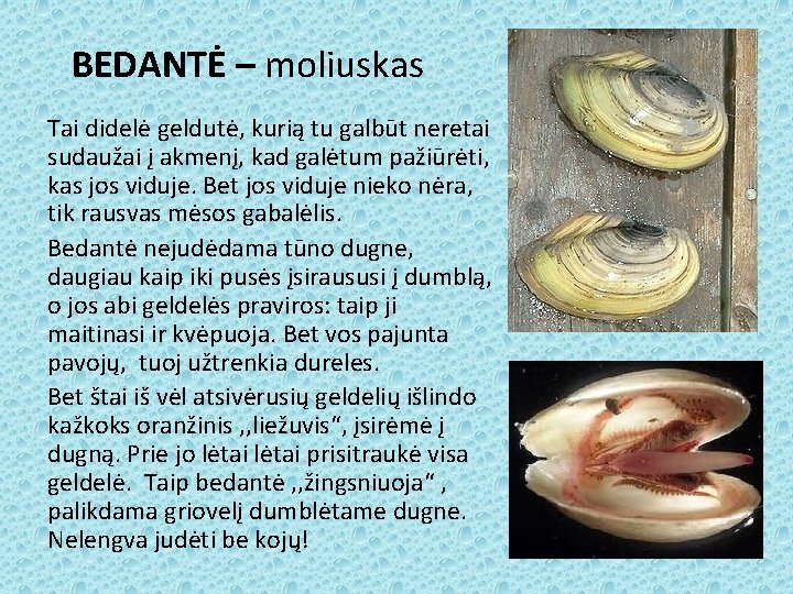 BEDANTĖ – moliuskas Tai didelė geldutė, kurią tu galbūt neretai sudaužai į akmenį, kad