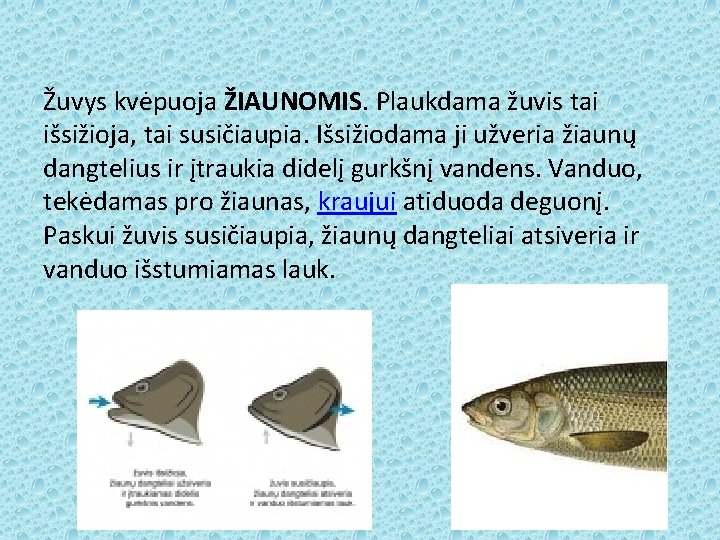 Žuvys kvėpuoja ŽIAUNOMIS. Plaukdama žuvis tai išsižioja, tai susičiaupia. Išsižiodama ji užveria žiaunų dangtelius