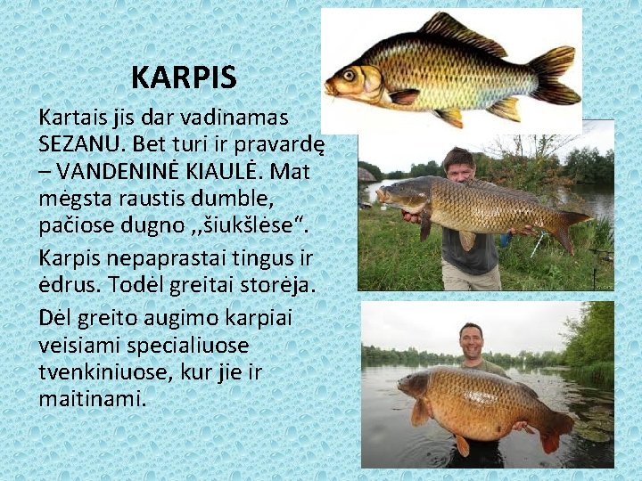 KARPIS Kartais jis dar vadinamas SEZANU. Bet turi ir pravardę – VANDENINĖ KIAULĖ. Mat