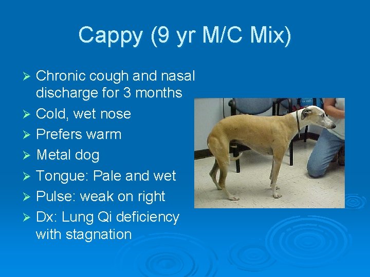 Cappy (9 yr M/C Mix) Chronic cough and nasal discharge for 3 months Ø