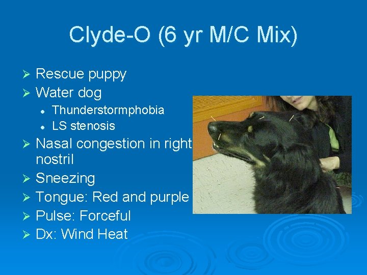Clyde-O (6 yr M/C Mix) Rescue puppy Ø Water dog Ø l l Thunderstormphobia