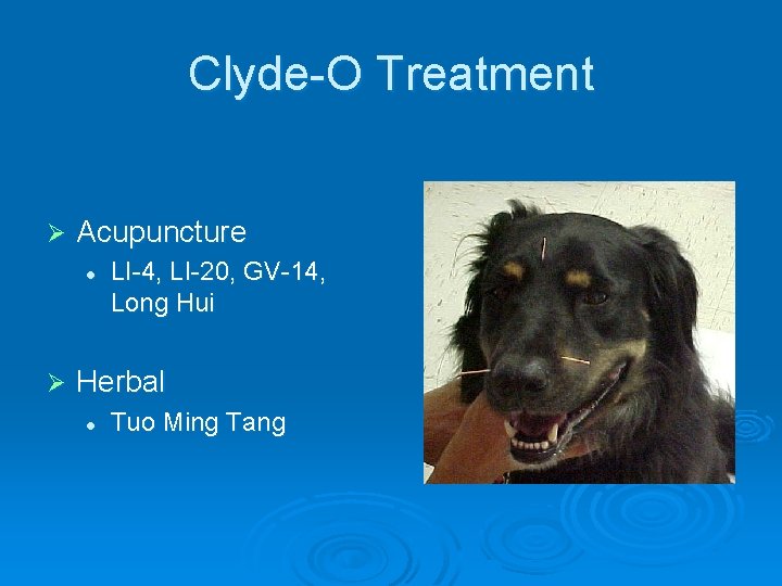 Clyde-O Treatment Ø Acupuncture l Ø LI-4, LI-20, GV-14, Long Hui Herbal l Tuo