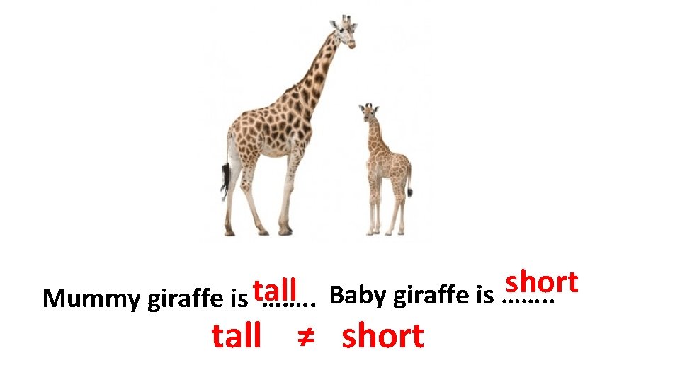 short tall Mummy giraffe is ……. . Baby giraffe is ……. . tall ≠
