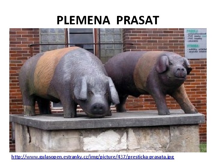 PLEMENA PRASAT http: //www. gulasopen. estranky. cz/img/picture/437/presticka-prasata. jpg 