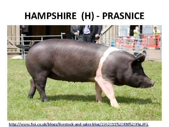 HAMPSHIRE (H) - PRASNICE http: //www. fwi. co. uk/blogs/livestock-and-sales-blog/2962011%20 RN%20 Pig. JPG 