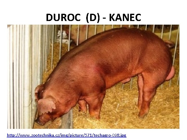 DUROC (D) - KANEC http: //www. zootechnika. cz/img/picture/571/techagro-098. jpg 