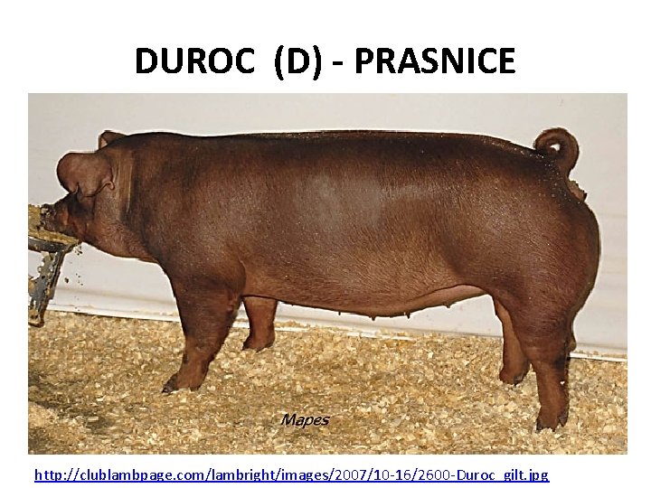 DUROC (D) - PRASNICE http: //clublambpage. com/lambright/images/2007/10 -16/2600 -Duroc_gilt. jpg 