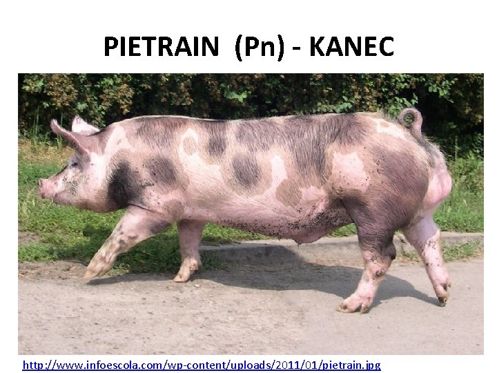 PIETRAIN (Pn) - KANEC http: //www. infoescola. com/wp-content/uploads/2011/01/pietrain. jpg 
