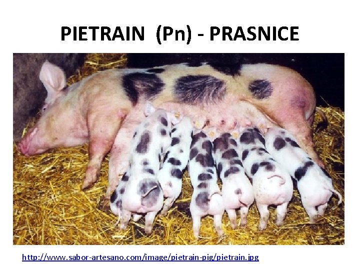 PIETRAIN (Pn) - PRASNICE http: //www. sabor-artesano. com/image/pietrain-pig/pietrain. jpg 