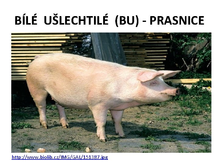 BÍLÉ UŠLECHTILÉ (BU) - PRASNICE http: //www. biolib. cz/IMG/GAL/151387. jpg 