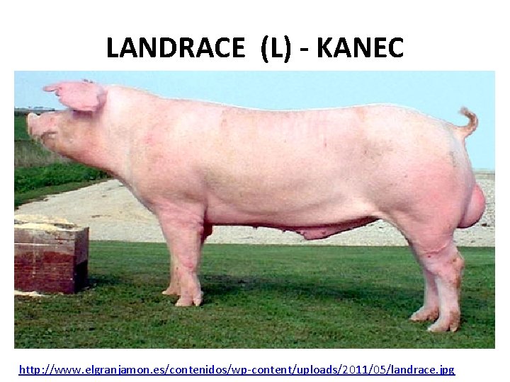 LANDRACE (L) - KANEC http: //www. elgranjamon. es/contenidos/wp-content/uploads/2011/05/landrace. jpg 