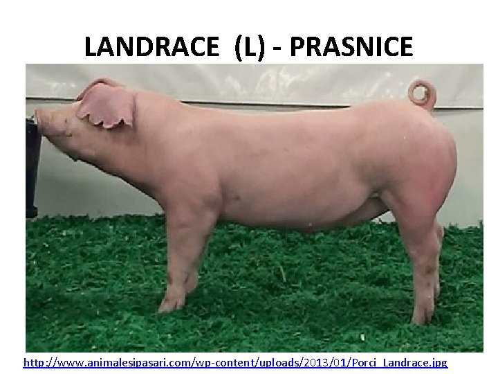 LANDRACE (L) - PRASNICE http: //www. animalesipasari. com/wp-content/uploads/2013/01/Porci_Landrace. jpg 