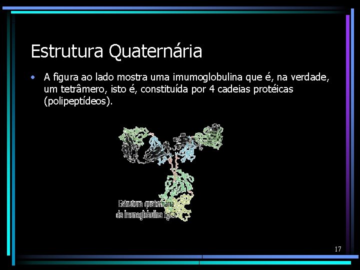 Estrutura Quaternária • A figura ao lado mostra uma imumoglobulina que é, na verdade,