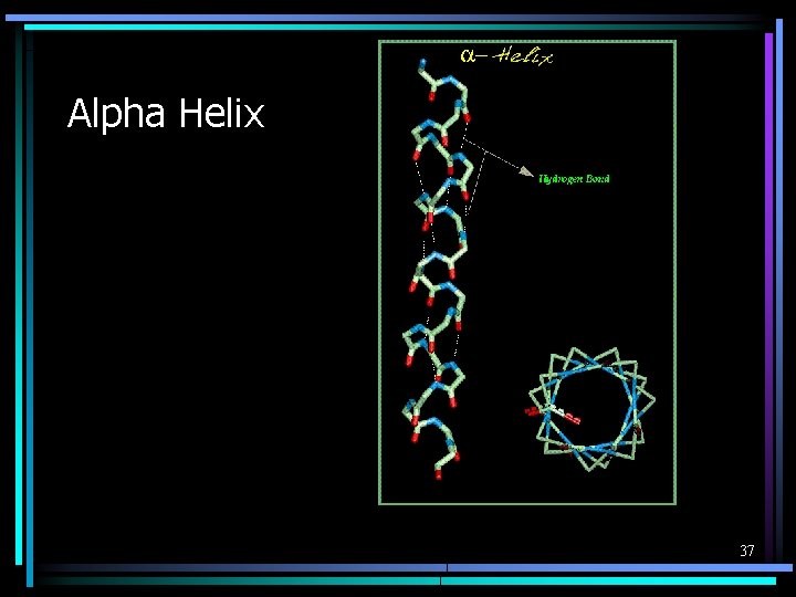 Alpha Helix 37 