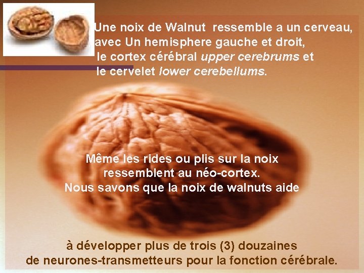 Une noix de Walnut ressemble a un cerveau, avec Un hemisphere gauche et droit,