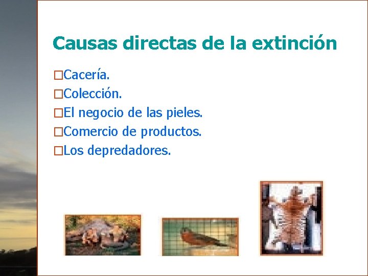 Causas directas de la extinción �Cacería. �Colección. �El negocio de las pieles. �Comercio de