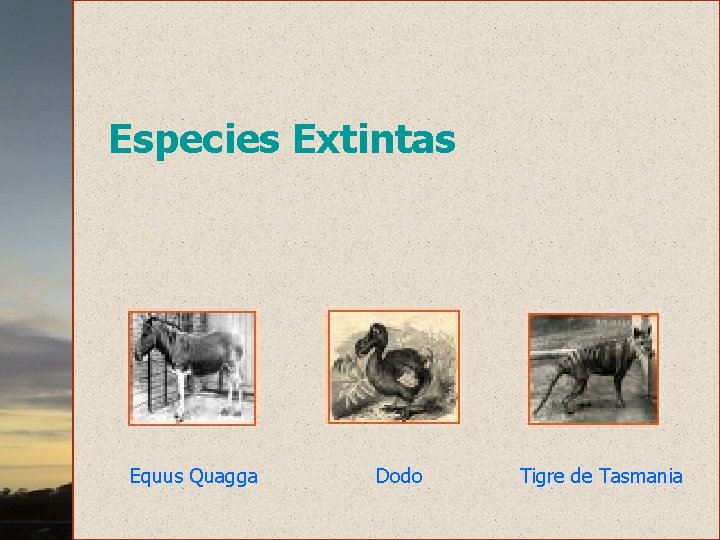 Especies Extintas Equus Quagga Dodo Tigre de Tasmania 