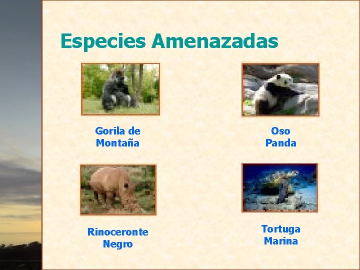 Especies Amenazadas Gorila de Montaña Oso Panda Rinoceronte Negro Tortuga Marina 
