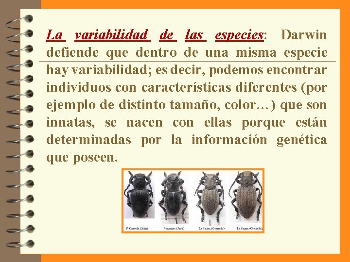 La variabilidad de las especies: Darwin defiende que dentro de una misma especie hay