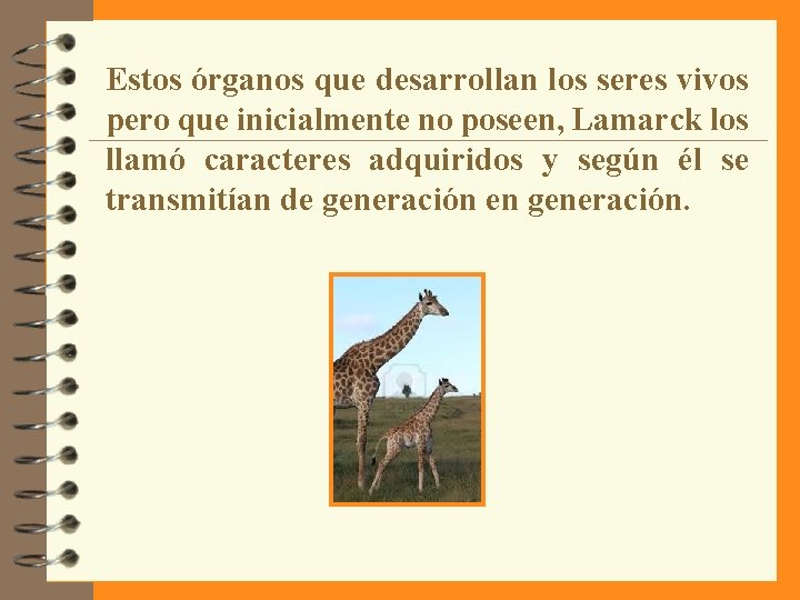 Estos órganos que desarrollan los seres vivos pero que inicialmente no poseen, Lamarck los