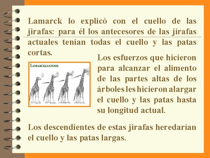Lamarck lo explicó con el cuello de las jirafas: para él los antecesores de