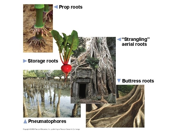 Prop roots “Strangling” aerial roots Storage roots Buttress roots Pneumatophores 