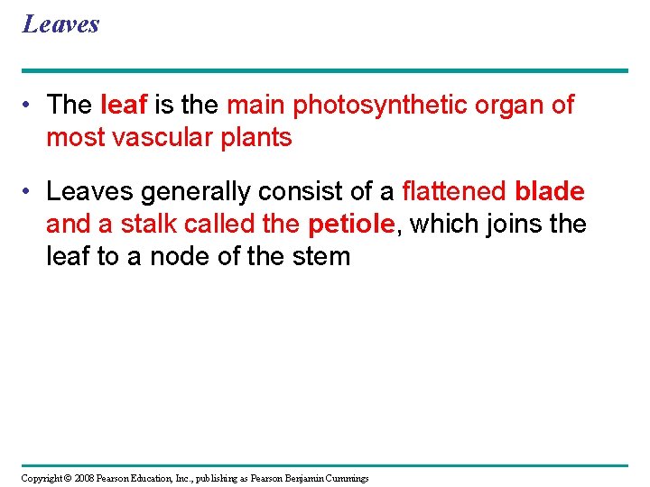 Leaves • The leaf is the main photosynthetic organ of most vascular plants •