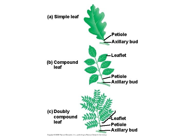 (a) Simple leaf Petiole Axillary bud Leaflet (b) Compound leaf Petiole Axillary bud (c)