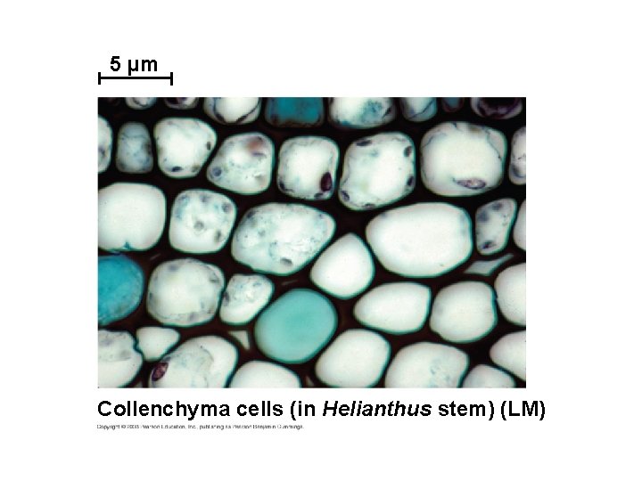 5 µm Collenchyma cells (in Helianthus stem) (LM) 