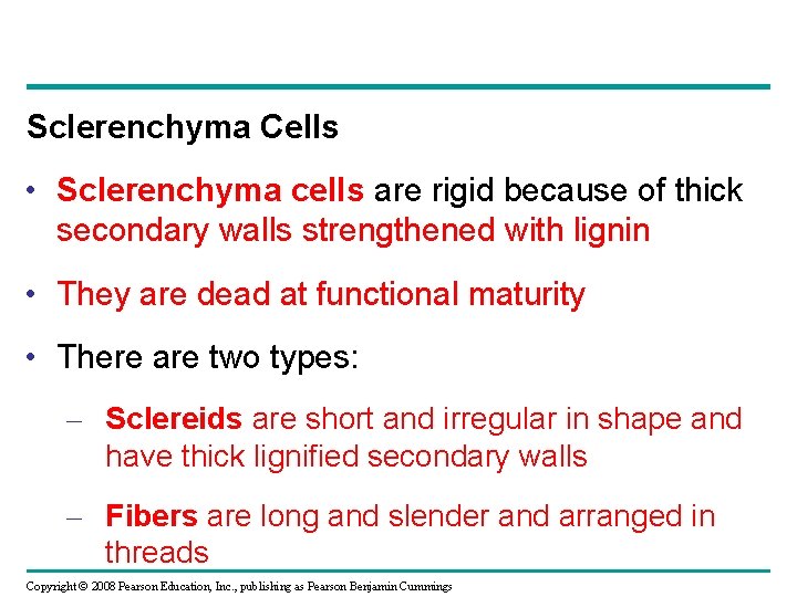 Sclerenchyma Cells • Sclerenchyma cells are rigid because of thick secondary walls strengthened with