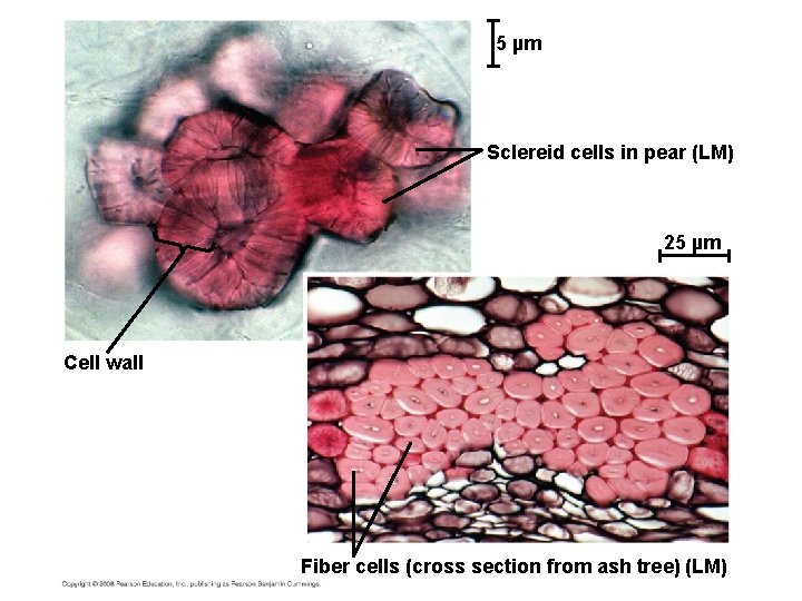 5 µm Sclereid cells in pear (LM) 25 µm Cell wall Fiber cells (cross