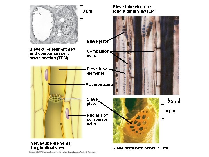 Sieve-tube elements: longitudinal view (LM) 3 µm Sieve plate Sieve-tube element (left) and companion