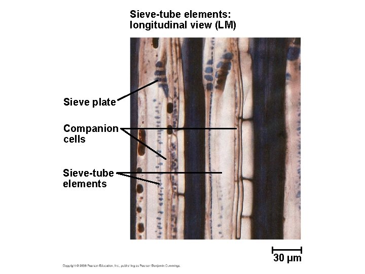 Sieve-tube elements: longitudinal view (LM) Sieve plate Companion cells Sieve-tube elements 30 µm 