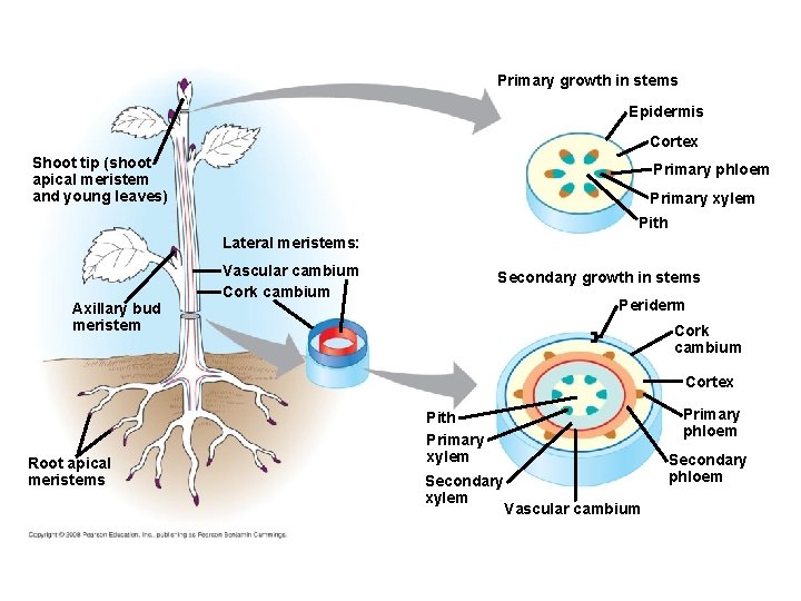 Primary growth in stems Epidermis Cortex Shoot tip (shoot apical meristem and young leaves)