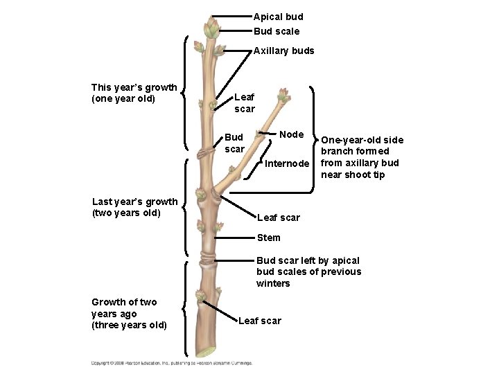 Apical bud Bud scale Axillary buds This year’s growth (one year old) Leaf scar