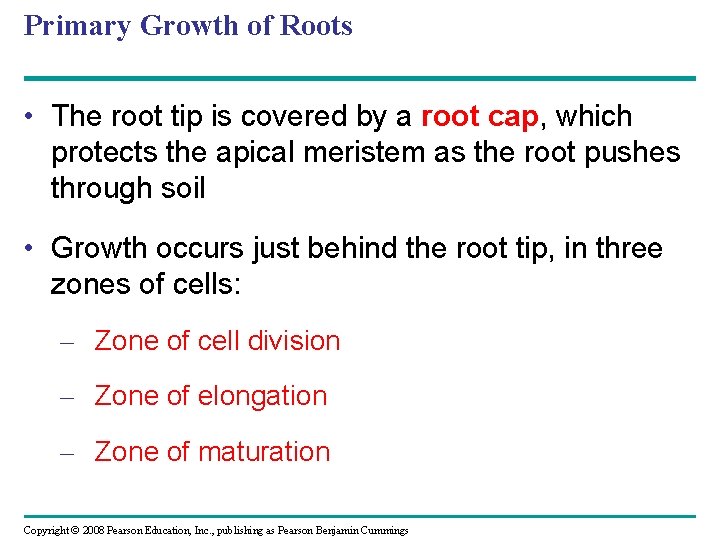 Primary Growth of Roots • The root tip is covered by a root cap,