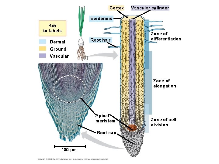 Cortex Vascular cylinder Epidermis Key to labels Dermal Root hair Zone of differentiation Ground