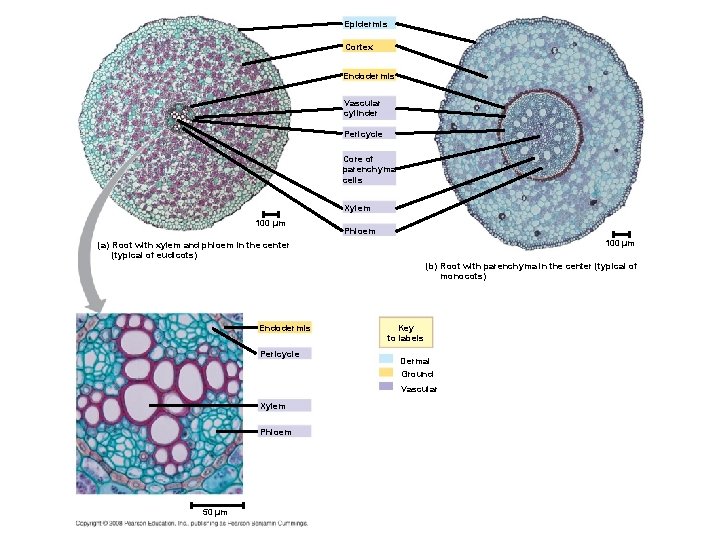 Epidermis Cortex Endodermis Vascular cylinder Pericycle Core of parenchyma cells Xylem 100 µm Phloem