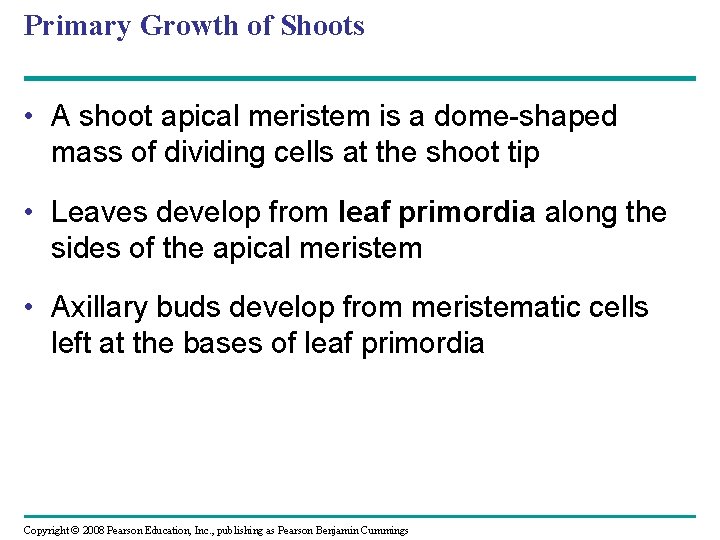 Primary Growth of Shoots • A shoot apical meristem is a dome-shaped mass of