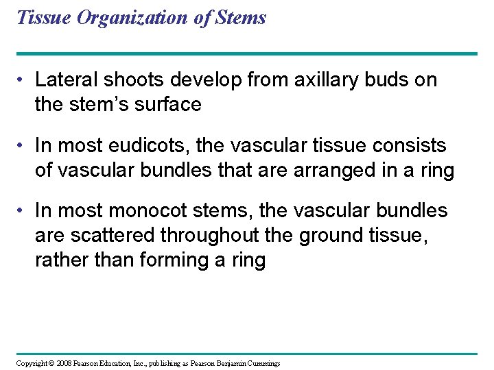 Tissue Organization of Stems • Lateral shoots develop from axillary buds on the stem’s