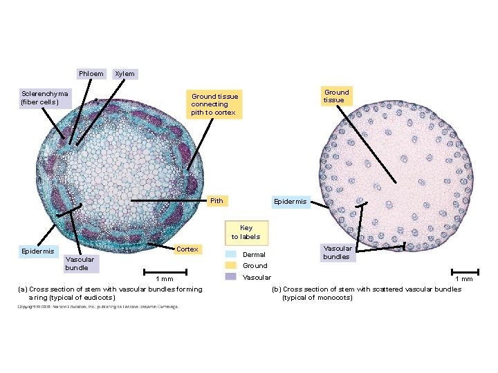 Phloem Xylem Sclerenchyma (fiber cells) Ground tissue connecting pith to cortex Pith Epidermis Key