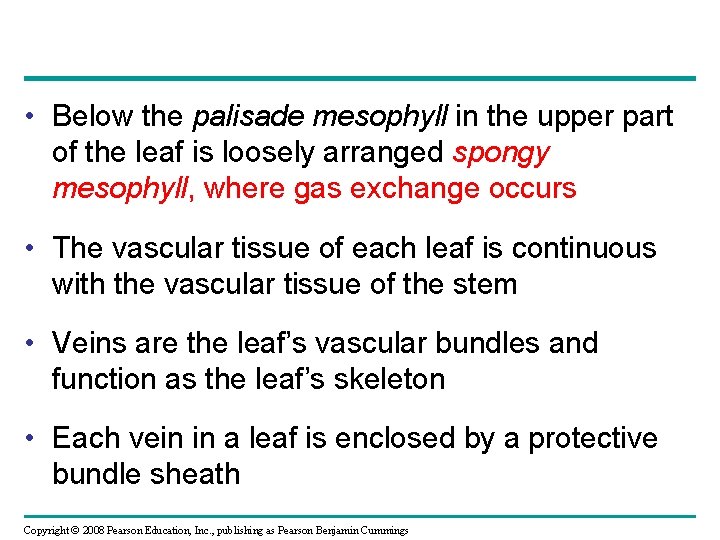  • Below the palisade mesophyll in the upper part of the leaf is