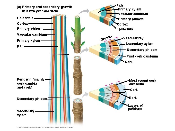 Pith Primary xylem Vascular cambium Primary phloem (a) Primary and secondary growth in a