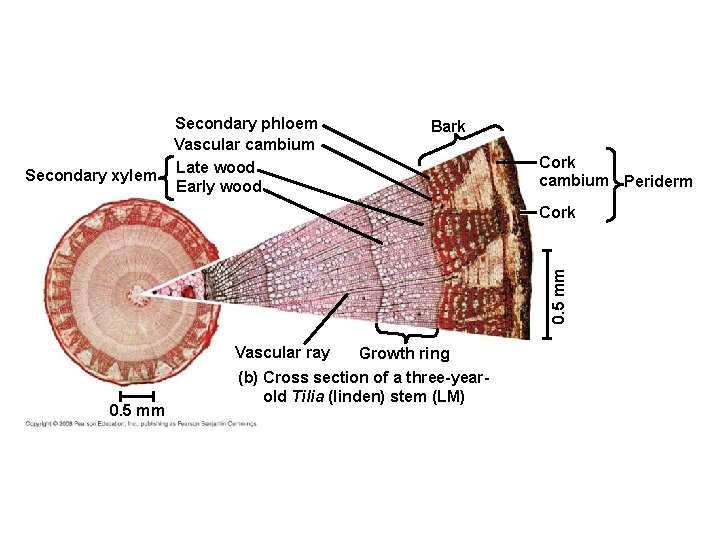 Secondary xylem Secondary phloem Vascular cambium Late wood Early wood Bark Cork cambium Periderm